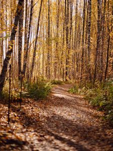 Preview wallpaper trail, leaves, dry, trees, autumn