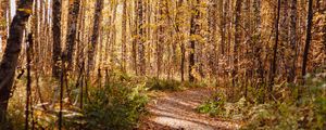 Preview wallpaper trail, leaves, dry, trees, autumn