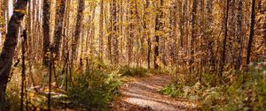 Preview wallpaper trail, leaves, dry, trees, autumn