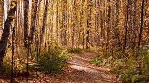 Preview wallpaper trail, leaves, dry, trees, autumn