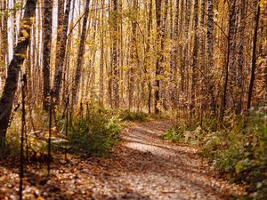 Preview wallpaper trail, leaves, dry, trees, autumn