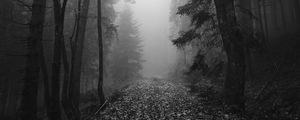 Preview wallpaper trail, leaves, trees, fog, autumn