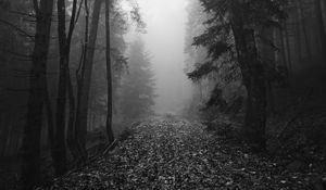 Preview wallpaper trail, leaves, trees, fog, autumn