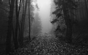 Preview wallpaper trail, leaves, trees, fog, autumn