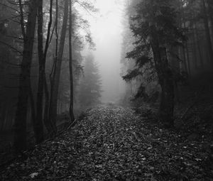 Preview wallpaper trail, leaves, trees, fog, autumn