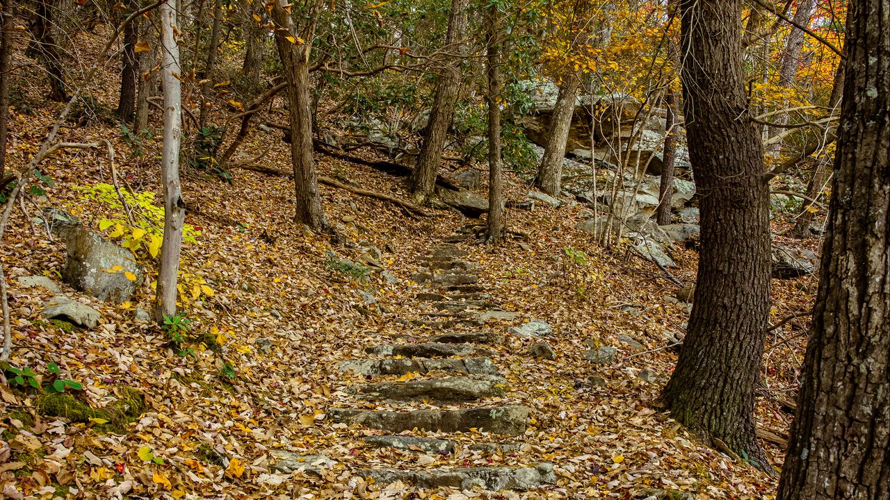 Wallpaper trail, leaves, trees, autumn