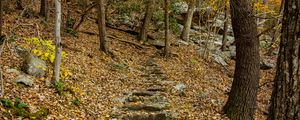 Preview wallpaper trail, leaves, trees, autumn