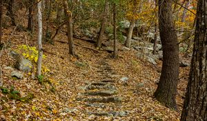 Preview wallpaper trail, leaves, trees, autumn