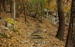 Preview wallpaper trail, leaves, trees, autumn