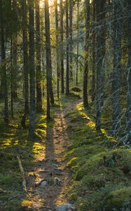 Preview wallpaper trail, moss, forest, trees, sunshine