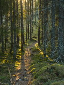 Preview wallpaper trail, moss, forest, trees, sunshine