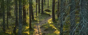 Preview wallpaper trail, moss, forest, trees, sunshine