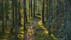 Preview wallpaper trail, moss, forest, trees, sunshine