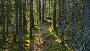 Preview wallpaper trail, moss, forest, trees, sunshine