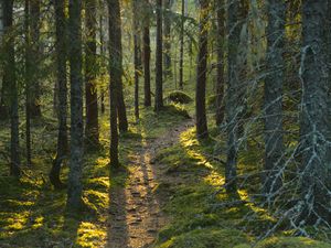 Preview wallpaper trail, moss, forest, trees, sunshine