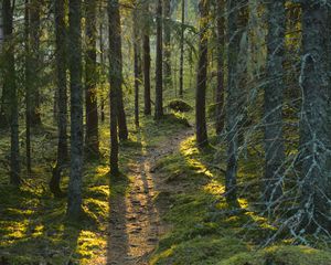 Preview wallpaper trail, moss, forest, trees, sunshine