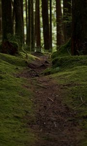 Preview wallpaper trail, moss, trees, forest, nature