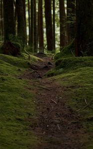 Preview wallpaper trail, moss, trees, forest, nature