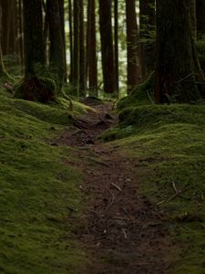 Preview wallpaper trail, moss, trees, forest, nature