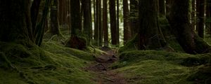 Preview wallpaper trail, moss, trees, forest, nature