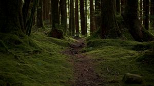 Preview wallpaper trail, moss, trees, forest, nature