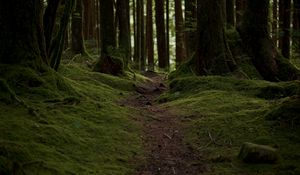 Preview wallpaper trail, moss, trees, forest, nature