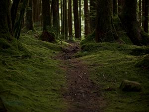 Preview wallpaper trail, moss, trees, forest, nature