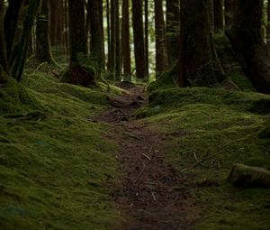 Preview wallpaper trail, moss, trees, forest, nature