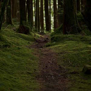 Preview wallpaper trail, moss, trees, forest, nature