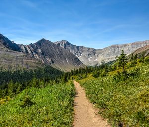 Preview wallpaper trail, mountains, trees, nature, landscape