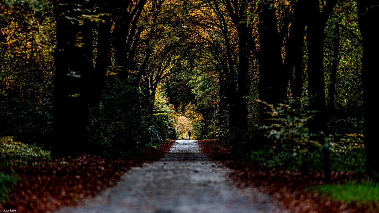 Wallpaper trail, park, silhouette, alone, nature