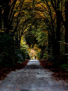 Preview wallpaper trail, park, silhouette, alone, nature