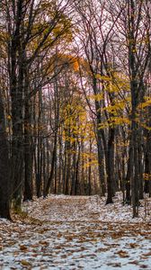 Preview wallpaper trail, path, forest, snow, winter, autumn, trees