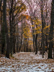 Preview wallpaper trail, path, forest, snow, winter, autumn, trees