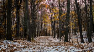 Preview wallpaper trail, path, forest, snow, winter, autumn, trees