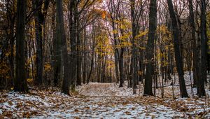 Preview wallpaper trail, path, forest, snow, winter, autumn, trees