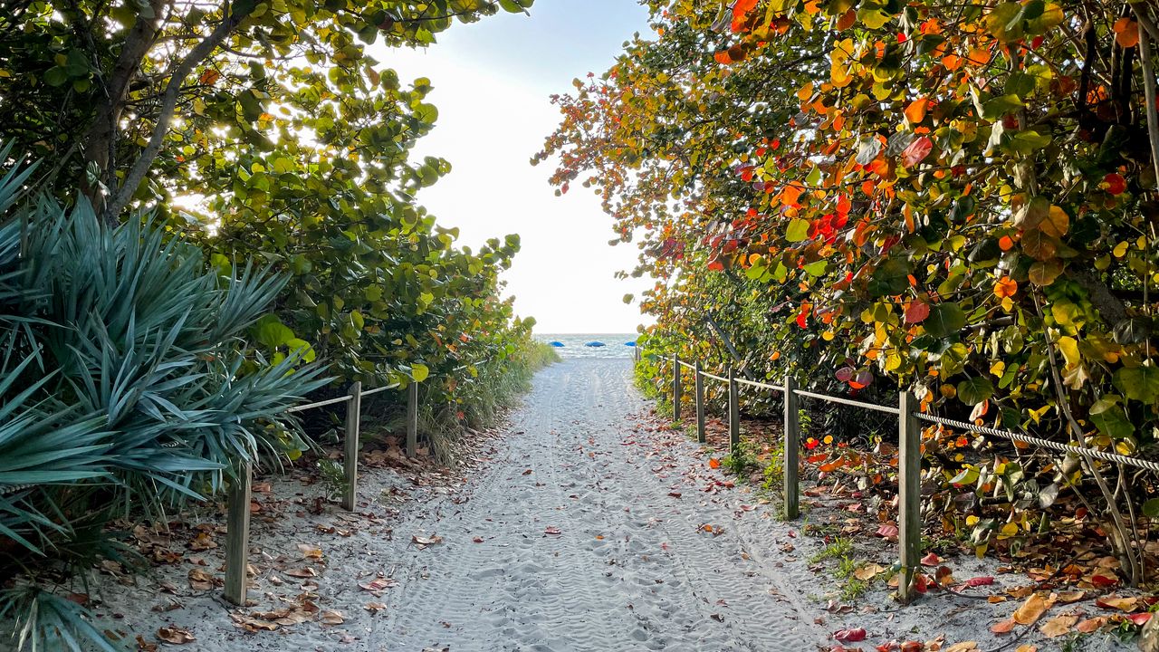 Wallpaper trail, sand, trees, fence, sea