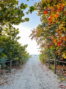 Preview wallpaper trail, sand, trees, fence, sea