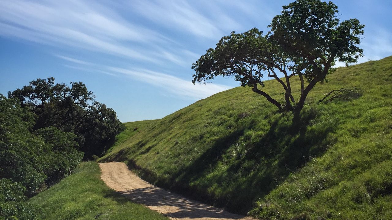 Wallpaper trail, slope, tree, grass, nature