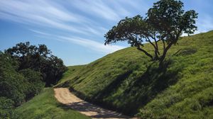 Preview wallpaper trail, slope, tree, grass, nature