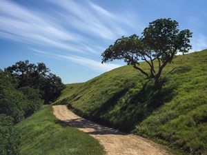 Preview wallpaper trail, slope, tree, grass, nature