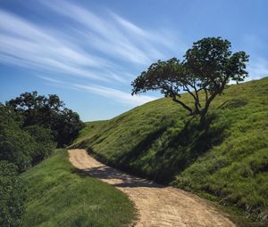 Preview wallpaper trail, slope, tree, grass, nature