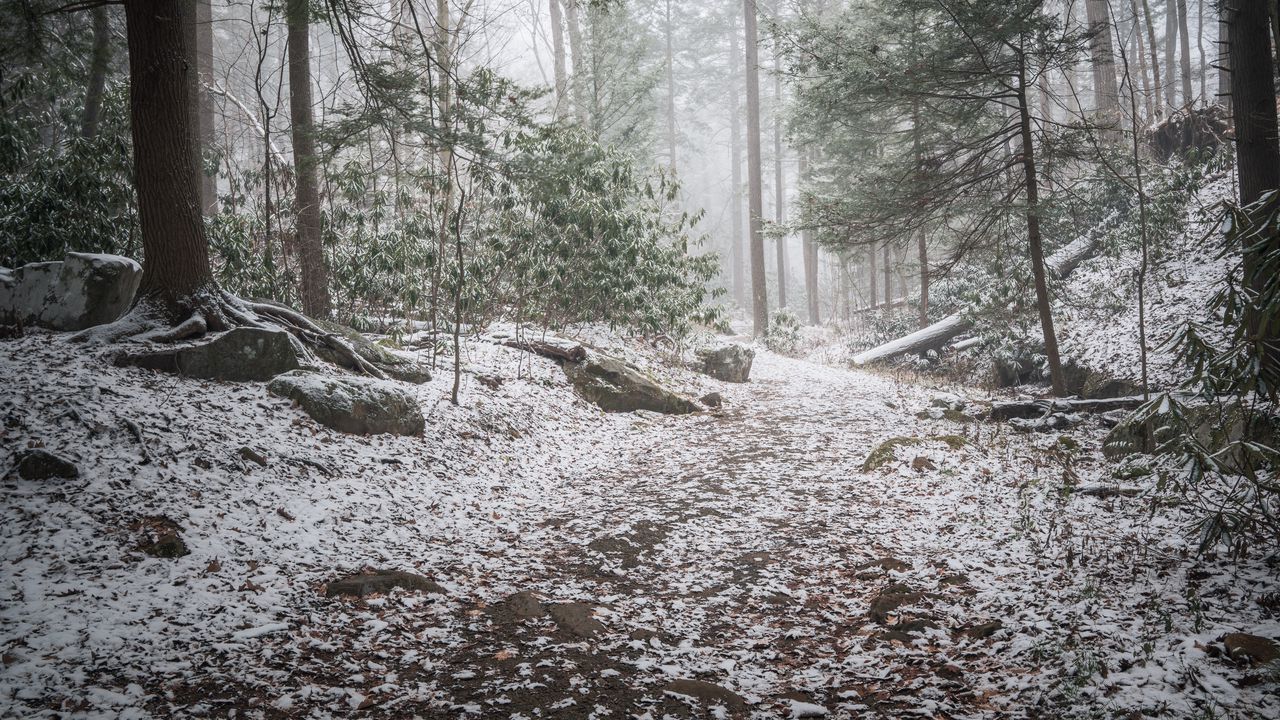 Wallpaper trail, snow, forest, trees, winter