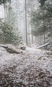 Preview wallpaper trail, snow, forest, trees, winter