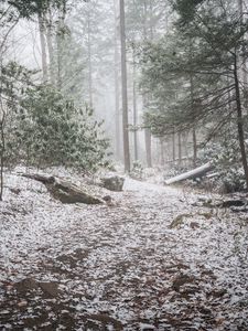 Preview wallpaper trail, snow, forest, trees, winter