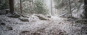 Preview wallpaper trail, snow, forest, trees, winter