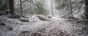 Preview wallpaper trail, snow, forest, trees, winter