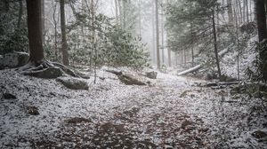 Preview wallpaper trail, snow, forest, trees, winter