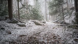 Preview wallpaper trail, snow, forest, trees, winter
