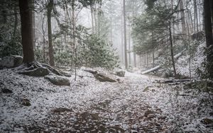 Preview wallpaper trail, snow, forest, trees, winter